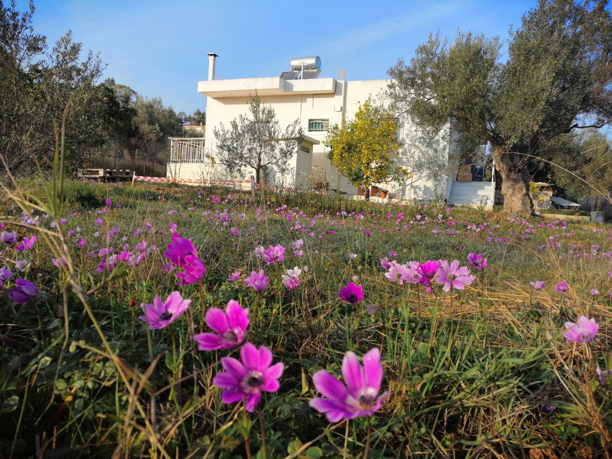 דירות Costasfarmhouse, Pallini, Near Athens Airport מראה חיצוני תמונה